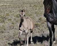 agouti-filly