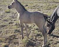 on-site-filly