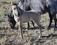 rare-filly