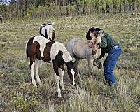roan-horse
