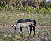 grulla-roan-horse