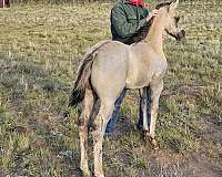 agouti-paint-horse