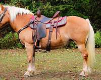 all-around-haflinger-horse
