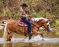 athletic-haflinger-horse