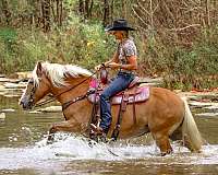 beginner-haflinger-horse
