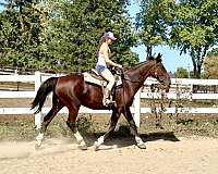 4-white-socks-a-blaze-horse