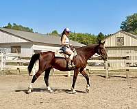 bay-4-white-socks-a-blaze-horse