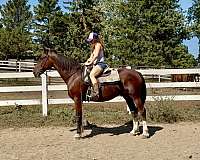 all-around-dutch-warmblood-horse