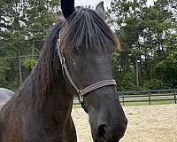 17-hand-friesian-gelding