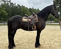black-friesian-gelding