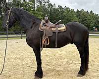 black-gelding-for-sale