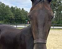 15-hand-morgan-mare
