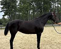 black-mare-for-sale