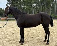 black-morgan-mare