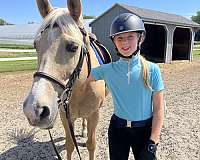 beginner-palomino-rocky-mountain-horse