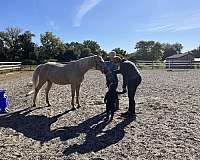 jumping-palomino-rocky-mountain-horse