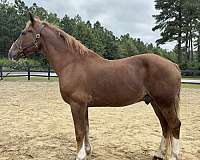 sorrel-gelding-for-sale