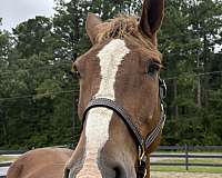 16-hand-draft-gelding