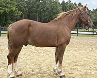 sorrel-draft-gelding