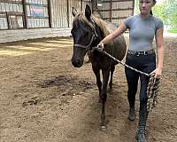 smokey-black-thoroughbred-for-sale