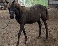smokey-black-thoroughbred-horse