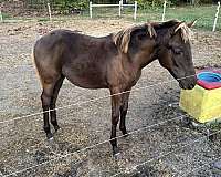 smokey-black-thoroughbred