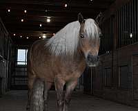 buckskin-dapple-horse