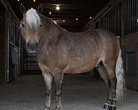 all-around-pony