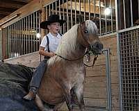 beginner-pony