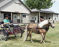 driving-pony