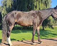all-around-mustang-horse