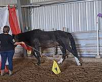 cross-mustang-horse