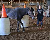 natural-horsemanship-training-mustang-horse