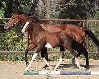 4-white-stockings-belly-spot-blaze-horse