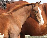 bling-warmblood-horse