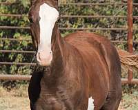 chestnut-4-white-stockings-belly-spot-blaze-horse