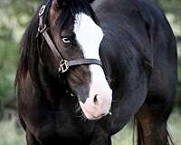 brown-splash-white-horse