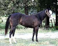 black-gene-filly
