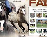 dun-it-filly