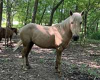 palomino-stripe-sock-right-rear-horse