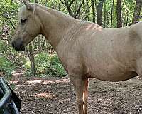 stripe-sock-right-rear-horse