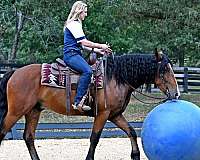 draft-cross-horse