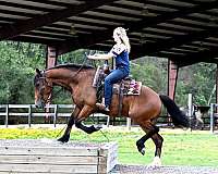 bay-draft-horse
