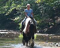 all-around-gypsy-vanner-pony