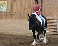 beginner-gypsy-vanner-pony