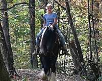 harness-gypsy-vanner-pony