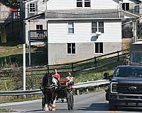 driving-gypsy-vanner-pony