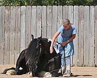 blackwhite-pony