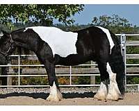husband-safe-gypsy-vanner-pony