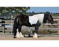 kid-safe-gypsy-vanner-pony